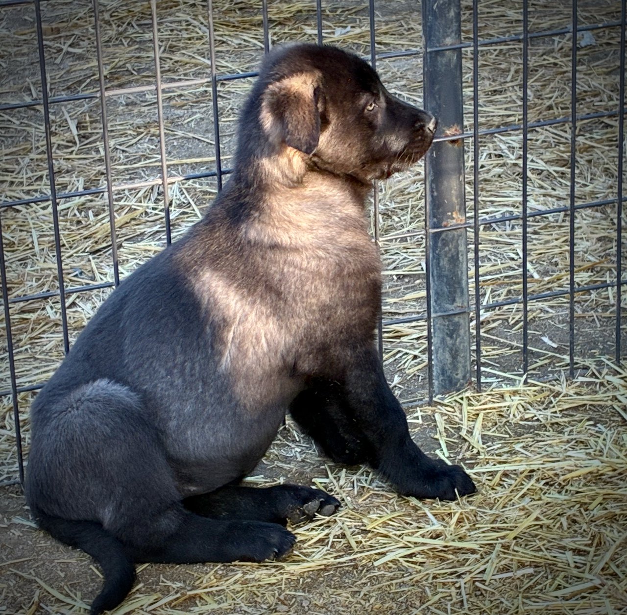 Big Dog Litter - 9 weeks old - Elektra5