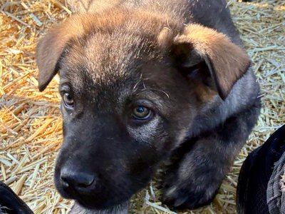 Big Dog Litter - Cyclone