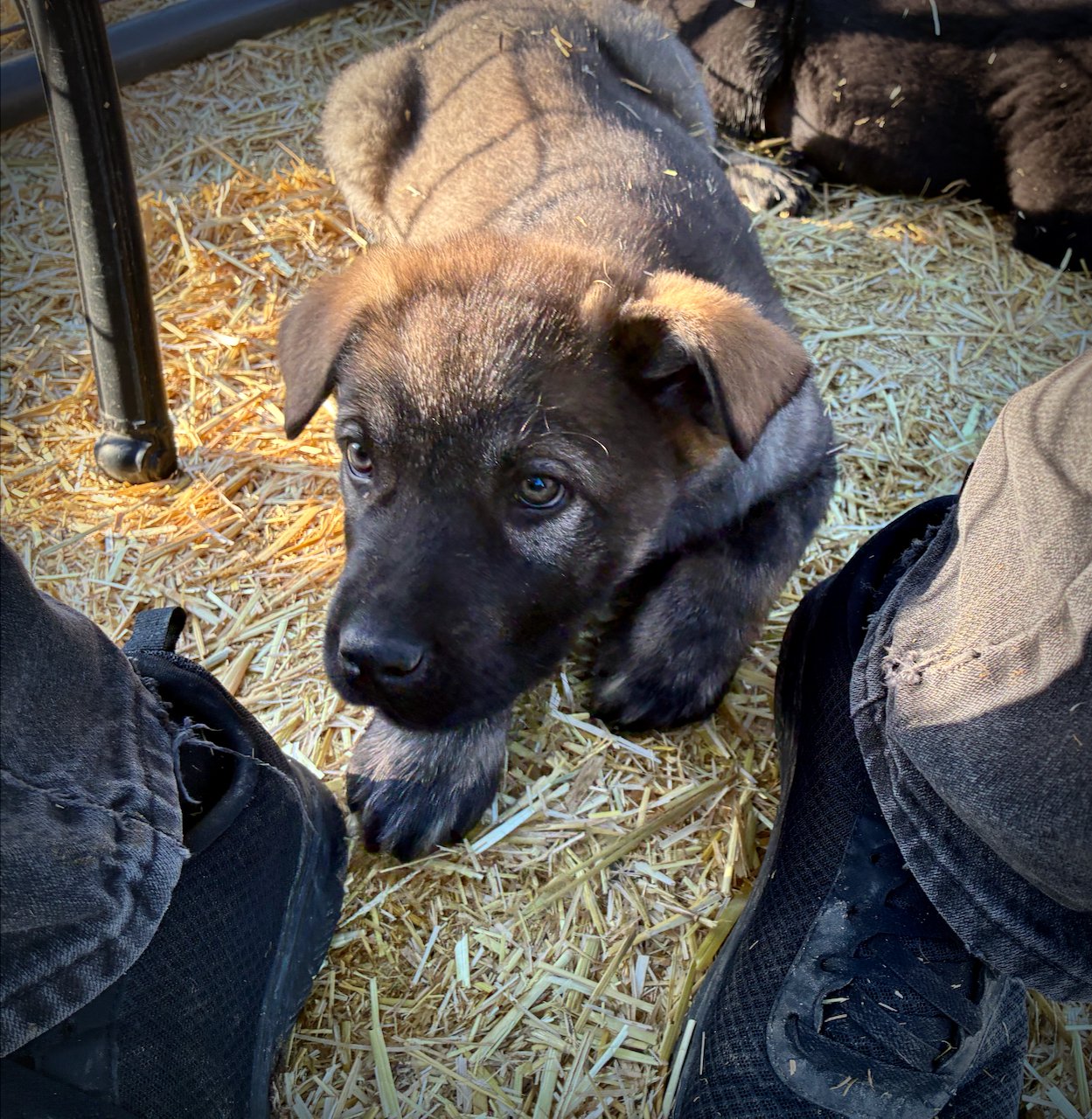 Big Dog Litter - Cyclone