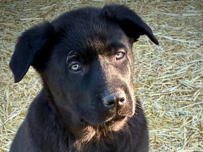 Big Dog Litter - 9 weeks old - Sparticus2