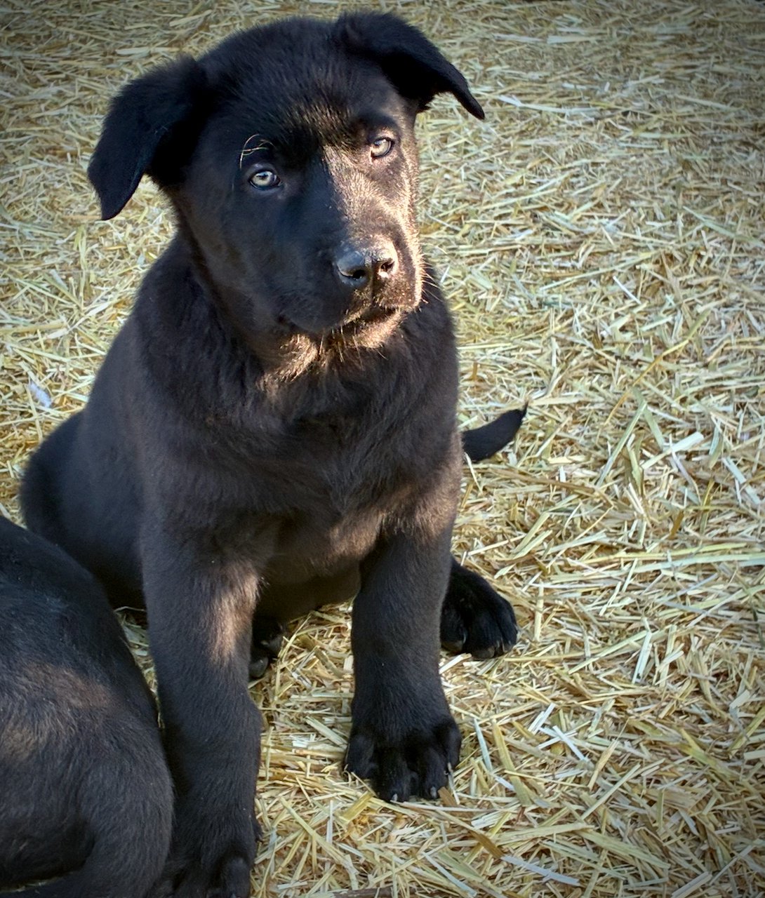 Big Dog Litter - 9 weeks old - Sparticus2