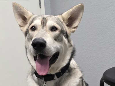 Sprocket (Koda) @ 11 months old