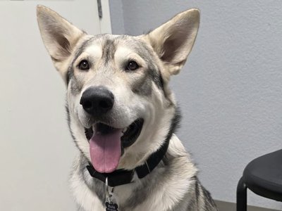 Sprocket (Koda) @ 11 months old