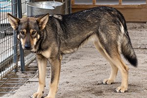 Gamera standing in her kennel