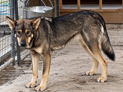 Gamera standing in her kennel