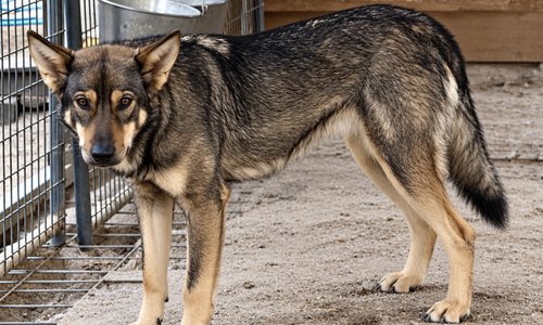 Gamera standing in her kennel