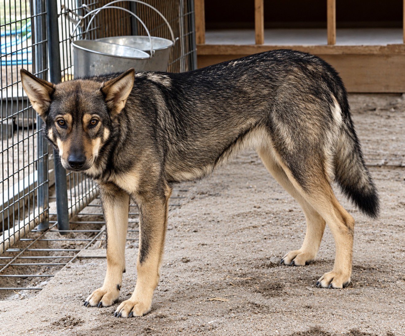 Gamera standing in her kennel