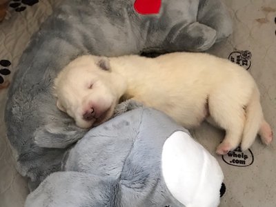 Yeti Sleeping with Heartbeat Toy