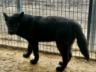 Lincoln - 7 months old - wolf stand