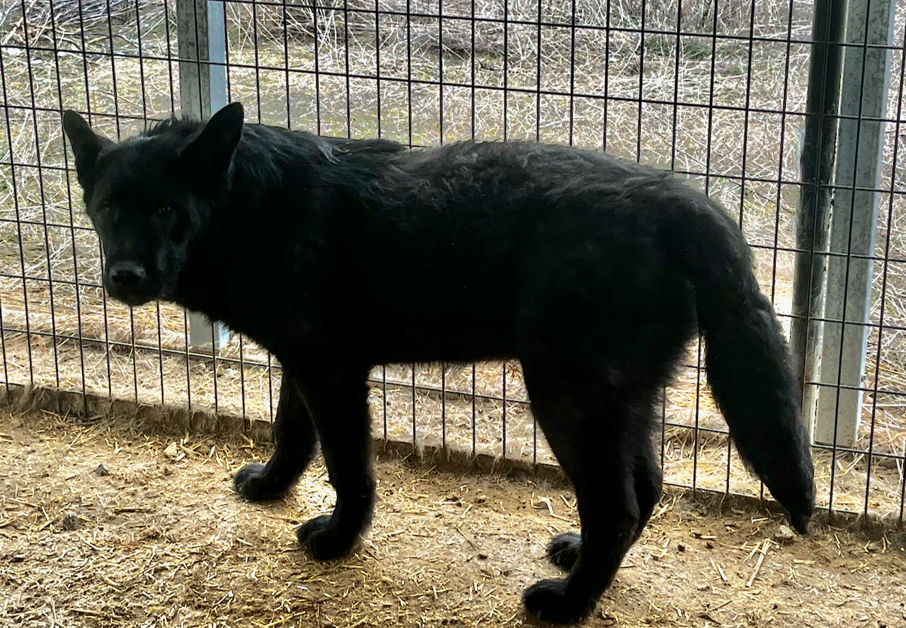Lincoln - 7 months old - wolf stand