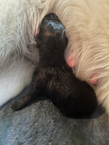 Wonderland - Alice - Newborn1