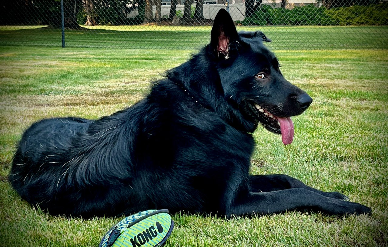 Ripley - one year old - body - laying down in grass