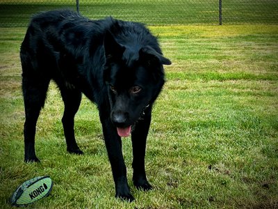 Ripley - one year old - body - standing straight looking forward head down 1