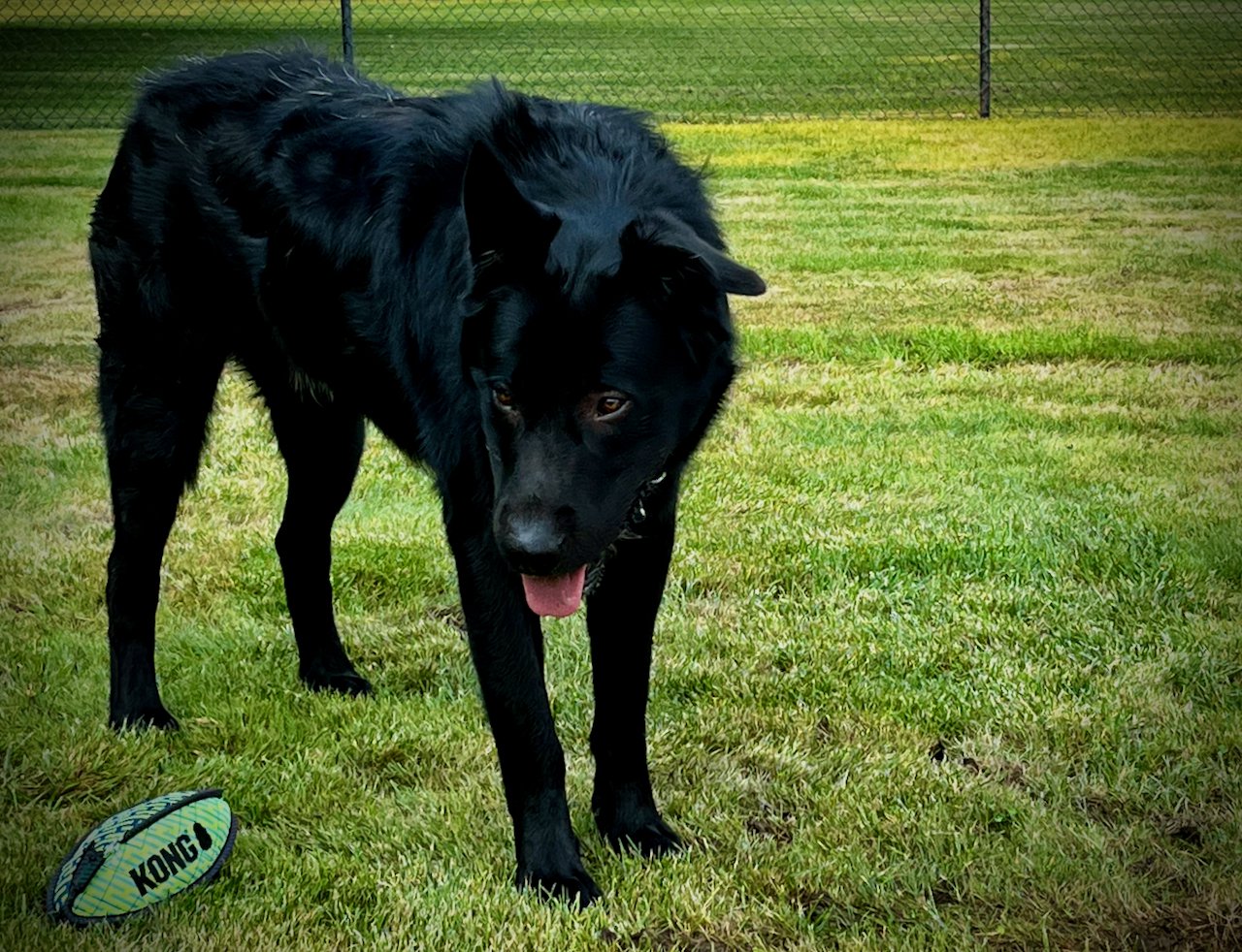 Ripley - one year old - body - standing straight looking forward head down 1