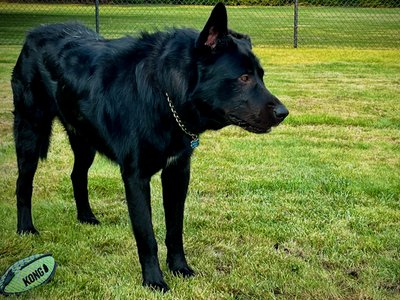Ripley - one year old - body - standing straight looking right