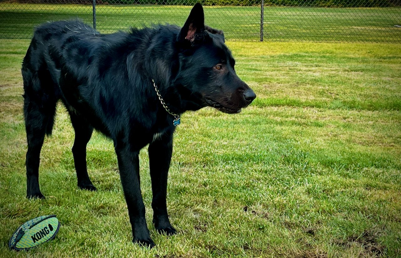 Ripley - one year old - body - standing straight looking right