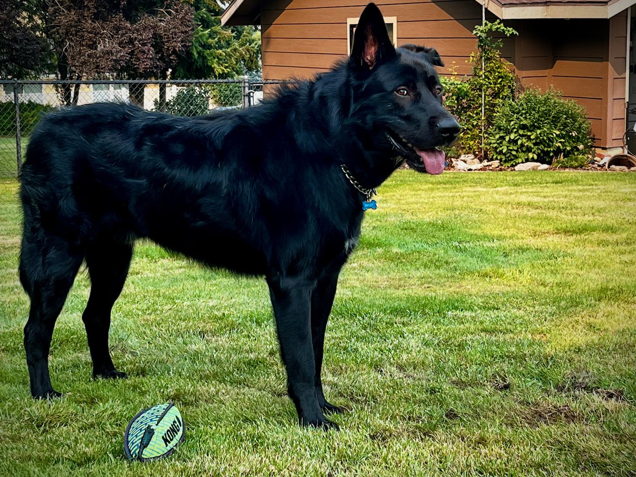 Ripley - one year old - body - standing straight looking sideways