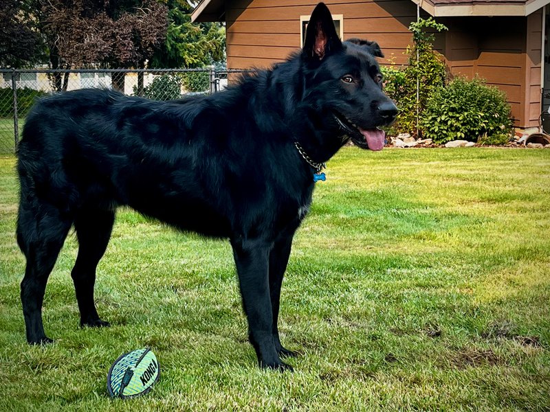 Ripley - one year old - body - standing straight looking sideways