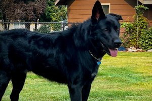 Ripley - one year old - body - standing straight looking right pretty boy