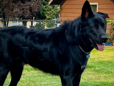 Ripley - one year old - body - standing straight looking right pretty boy