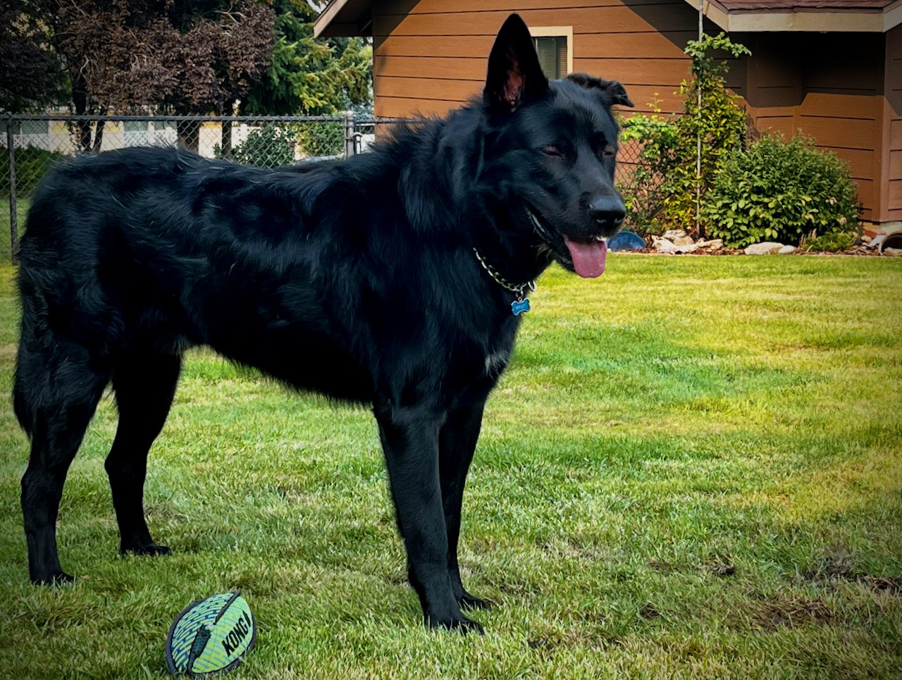 Ripley - one year old - body - standing straight looking right pretty boy