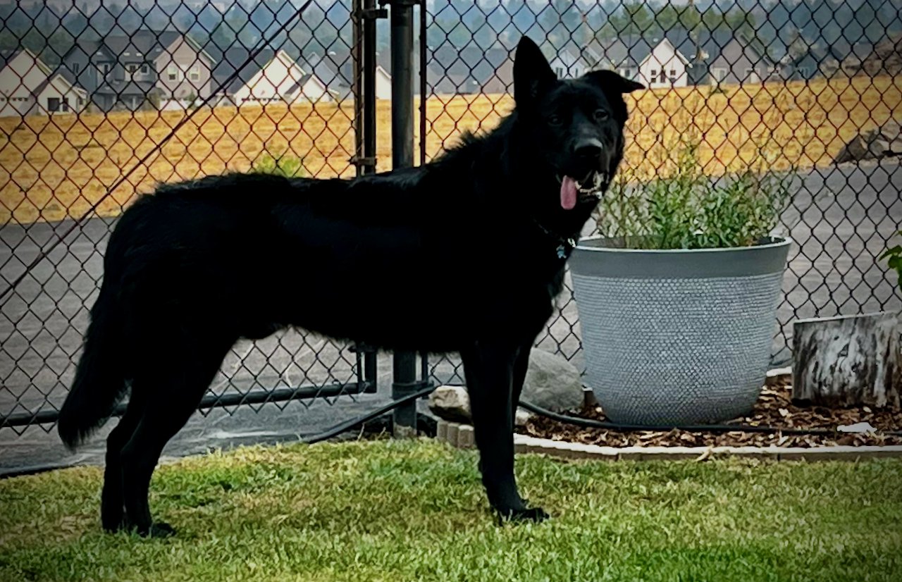 Ripley - one year old - body - standing pretty looking at camera
