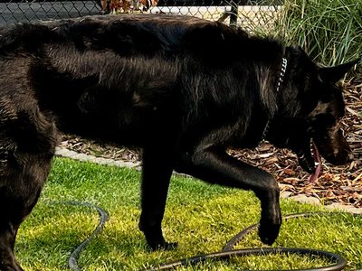 Ripley - one year old - body - prancing right
