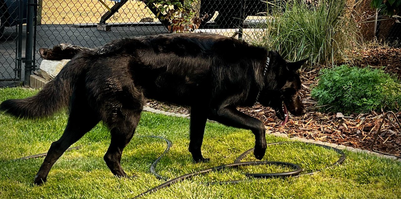 Ripley - one year old - body - prancing right