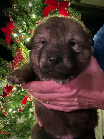Orion - 3 weeks old - head