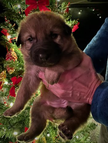 Elatha - 3 weeks old