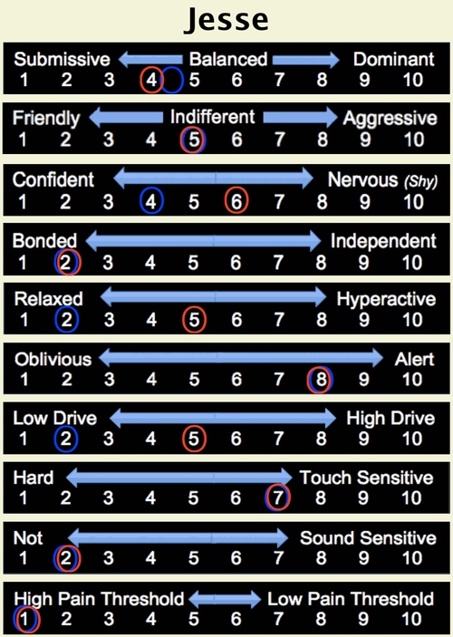 Jesse Temperament