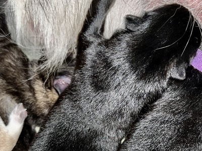 Junior - Newborn.jpg