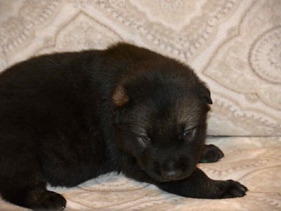 Junior 2.5 weeks 2.jpg