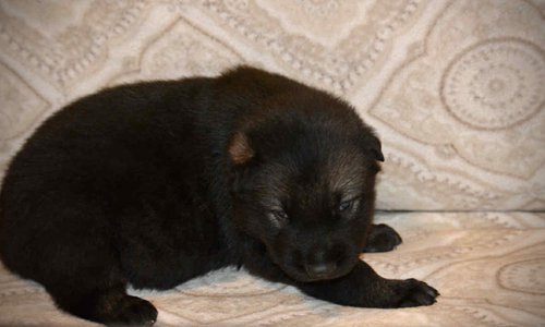 Junior 2.5 weeks 2.jpg