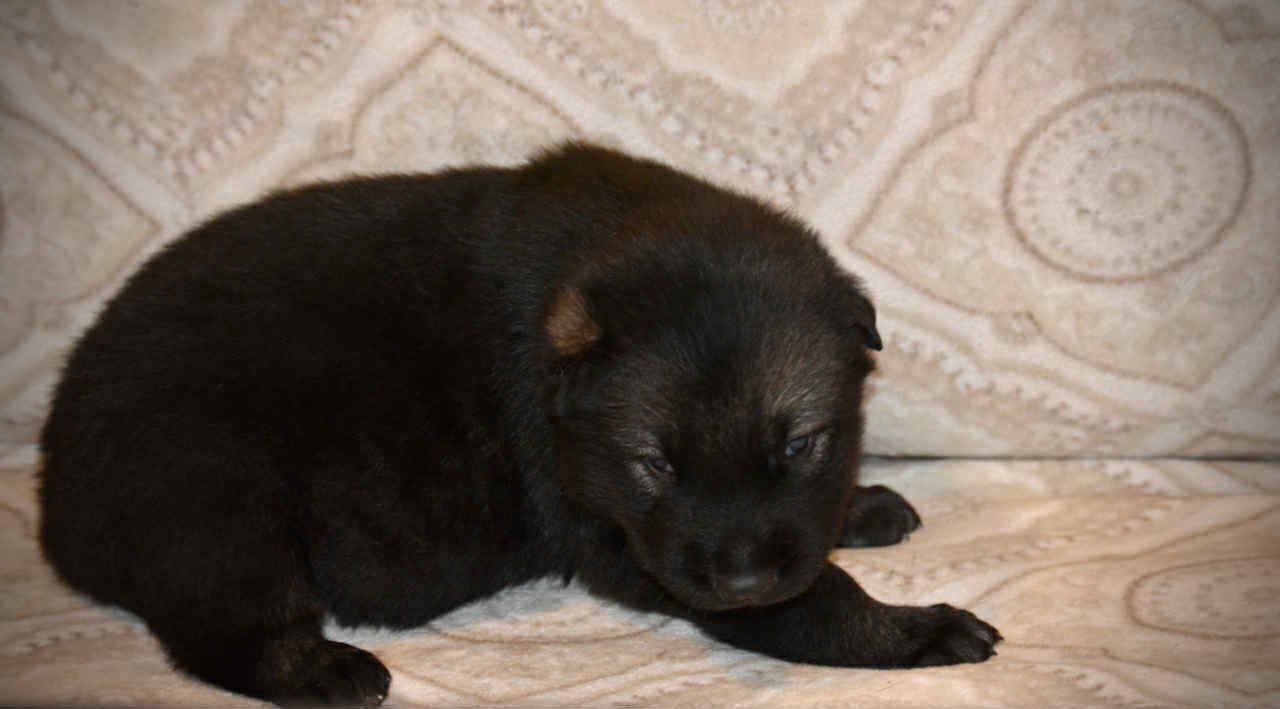 Junior 2.5 weeks 2.jpg