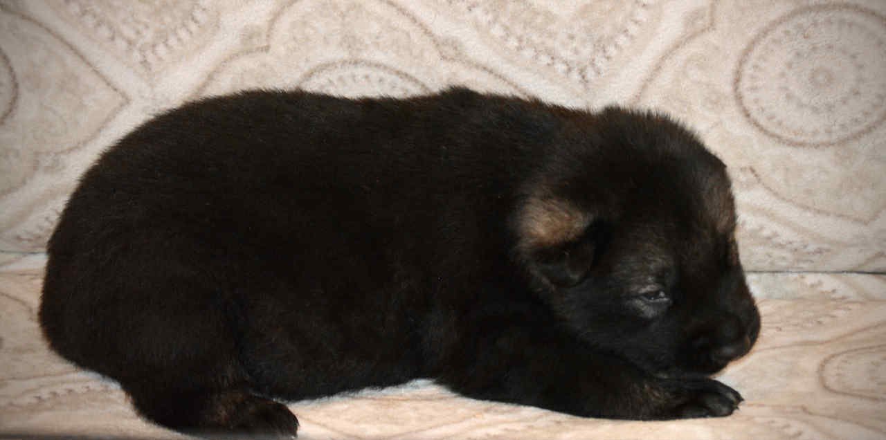 Junior 2.5 weeks 3.jpg