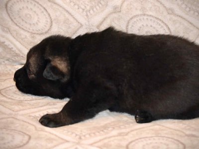 Junior 2.5 weeks 4.jpg