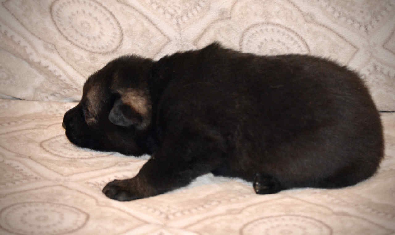 Junior 2.5 weeks 4.jpg