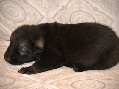 Junior 2.5 weeks 5.jpg
