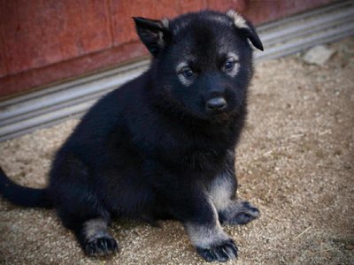 Junior at 4 weeks.jpg