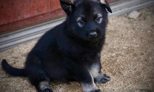 Junior at 4 weeks.jpg