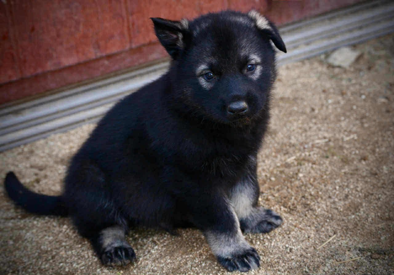 Junior at 4 weeks.jpg