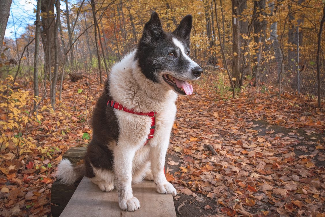 Karelian Bear Dog.jpg