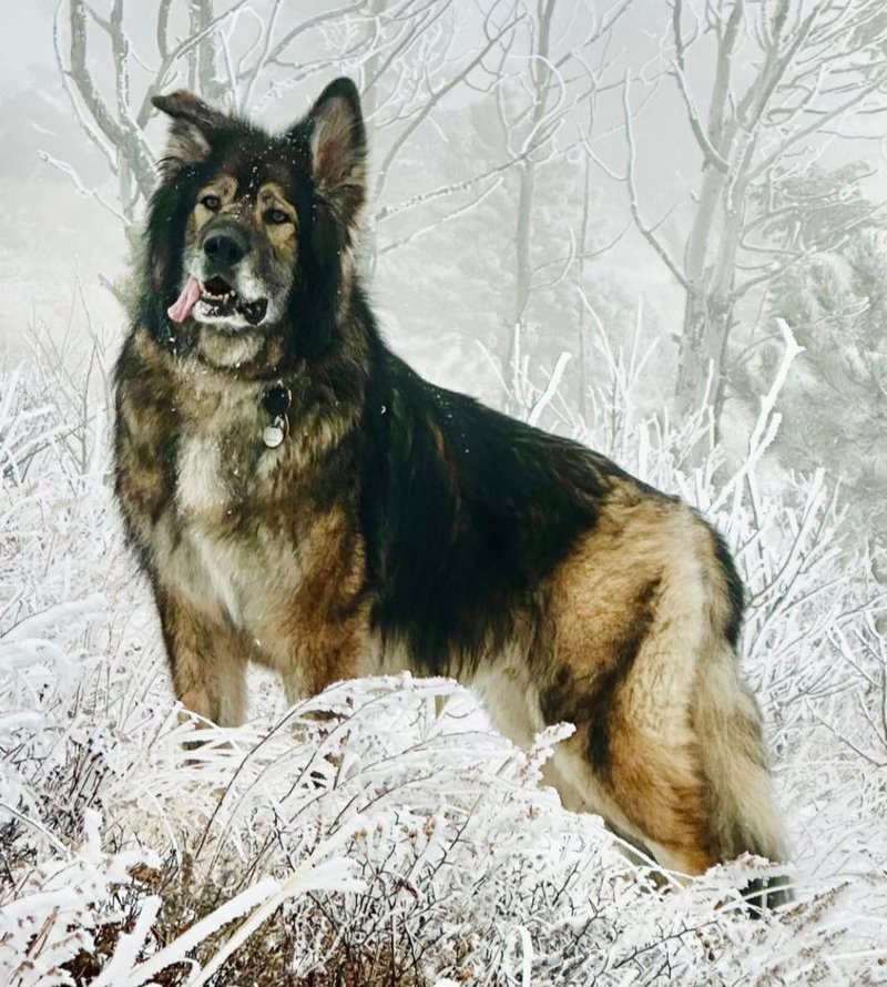 Koda (Blossom Storm) 12.jpg