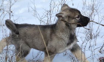 Kodiak Puppy