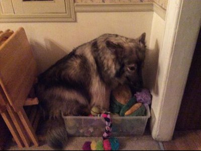 LaceyPouting in her toy box November 15, 2014.jpg