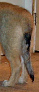 Lacey beautiful straight tail.jpg