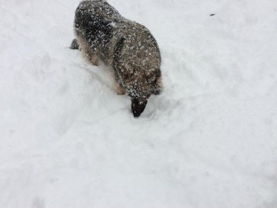 Lacey in the snow nov 13 2014.jpg