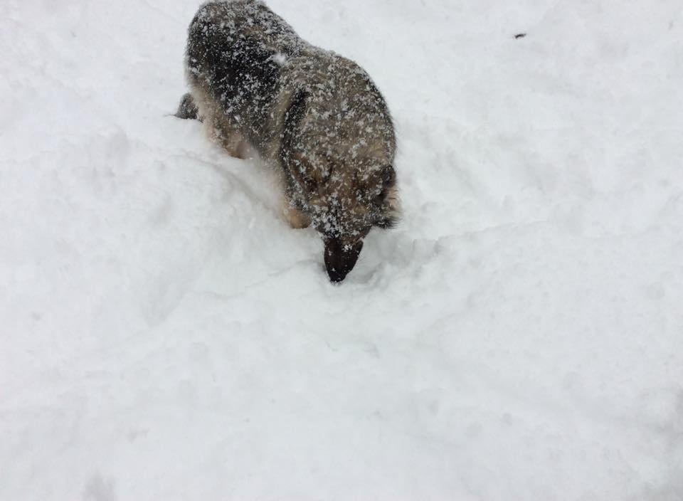 Lacey in the snow nov 13 2014.jpg