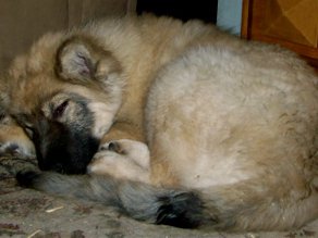 Lacey sleeping in a ball.jpg